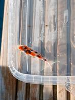 Tosai Japanse koi., Dieren en Toebehoren, Vissen | Vijvervissen