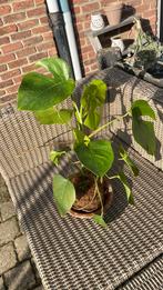 monstera kokedama plant, Enlèvement