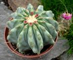 cactus - Ferocactus glaucescens forma nudum, Ophalen of Verzenden, Cactus