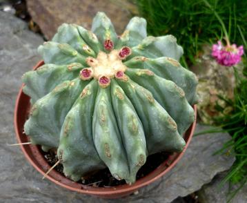 cactus - Ferocactus glaucescens forma nudum beschikbaar voor biedingen