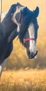Super mooie Barock pinto bonte fries, Dieren en Toebehoren, Paarden