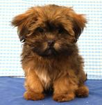 Des chiots Lhassa Apso super sympas !, 15 semaines à 1 an, Étranger, Hépatite contagieuse (maladie de Rubarth), Autres races