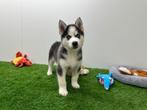 Siberische Husky pups, Dieren en Toebehoren, Honden | Poolhonden, Keeshonden en Oertypen, België, CDV (hondenziekte), 8 tot 15 weken