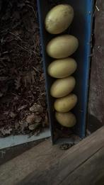 6 autres œufs de nandoe gris frais, Autres espèces
