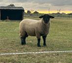 suffolk ooilam te koop, Dieren en Toebehoren, Schapen, Geiten en Varkens, Vrouwelijk, Schaap, 0 tot 2 jaar