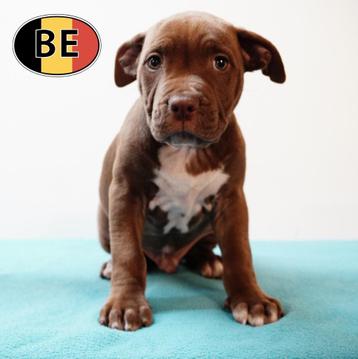 Prachtige American Staffordshire Terrier-puppy’s te koop beschikbaar voor biedingen