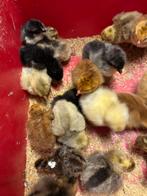 Eendagskuikens ( kunnen onder een broedende kip), Dieren en Toebehoren, Pluimvee, Kip