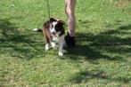 Border collie pups, chocolate-white, Dieren en Toebehoren, België, CDV (hondenziekte), 8 tot 15 weken, Collie