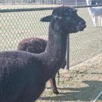 Alpaca merries  in alle kleuren, Dieren en Toebehoren, Mei, Vrouwelijk