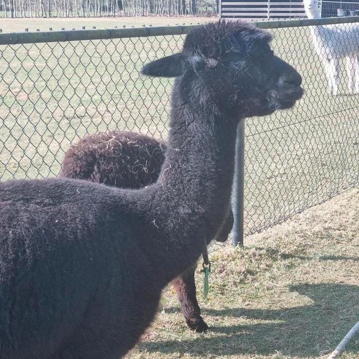 Alpaca merries  in alle kleuren, Dieren en Toebehoren, Overige Dieren, Vrouwelijk, Mei