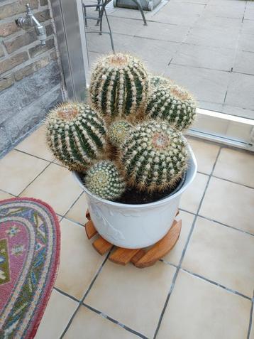 cactus in pot beschikbaar voor biedingen