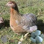bolstaart araucana blauwleggers actie 5+1 gratis 0499/082381, Dieren en Toebehoren, Pluimvee, Vrouwelijk, Kip
