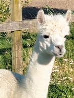 Alpaca hengst te koop, Dieren en Toebehoren