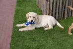 Prachtige blonde labrador pups (geteste ouders!), Dieren en Toebehoren, CDV (hondenziekte), Meerdere, 8 tot 15 weken, Meerdere dieren