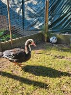Muscovy eenden 8 stuks, Dieren en Toebehoren, Pluimvee