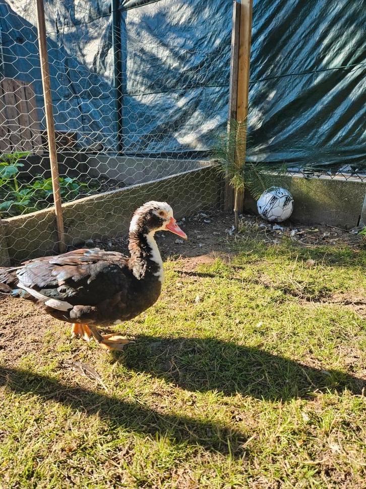 Muscovy eenden 8 stuks, Dieren en Toebehoren, Pluimvee