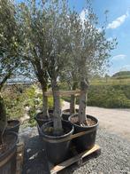 Lot van 4 olijfbomen (LOT 13), Tuin en Terras, Lente, 100 tot 250 cm, Olijfboom, Ophalen