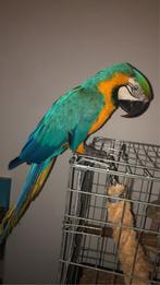 Ara ararauna, Enlèvement ou Envoi