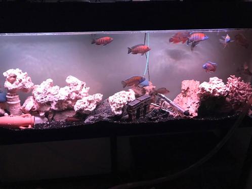 Cichlidés, Animaux & Accessoires, Poissons | Aquariums & Accessoires, Utilisé, Enlèvement ou Envoi