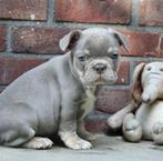 Franse Bulldog Pups, Dieren en Toebehoren, Honden | Bulldogs, Pinschers en Molossers, België, Fokker | Hobbymatig, CDV (hondenziekte)