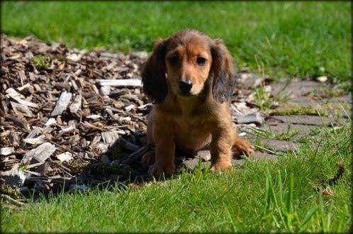 Teckel pups langhaar, Dieren en Toebehoren, Honden | Teckels en Dashonden, Reu, Langhaar, Dwerg, Fokker | Professioneel, Meerdere