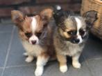Langharige chihuahua pupjes, Dieren en Toebehoren, België, Fokker | Hobbymatig, Meerdere, Meerdere dieren
