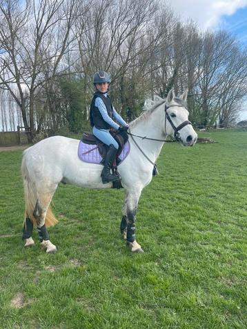 Cherche dp obstacle poney beschikbaar voor biedingen