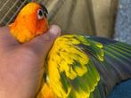 Pop (0-1) zonparkiet van 2024, Dieren en Toebehoren, Vogels | Parkieten en Papegaaien, Vrouwelijk, Parkiet, Geringd