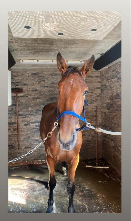 Recreatie- en fokmerrie, Dieren en Toebehoren, Paarden en Pony's | Dekhengsten en Fokmerries, Merrie