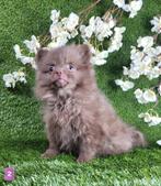 Pomeriaan dwergkees pom pomeranian, België, Keeshond, CDV (hondenziekte), 8 tot 15 weken