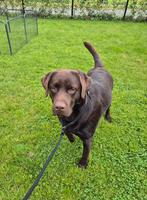 Chocolat du Labrador, mâle, 13 mois, 1 à 2 ans, Chien (mâle), Belgique, Labrador retriever