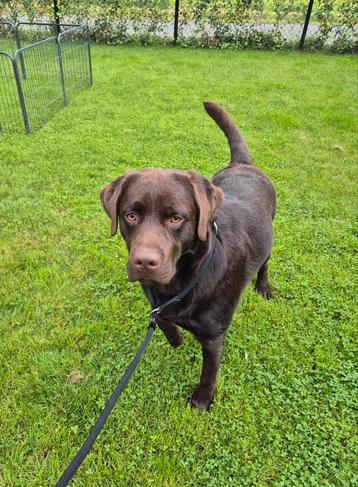 Chocolat du Labrador, mâle, 13 mois