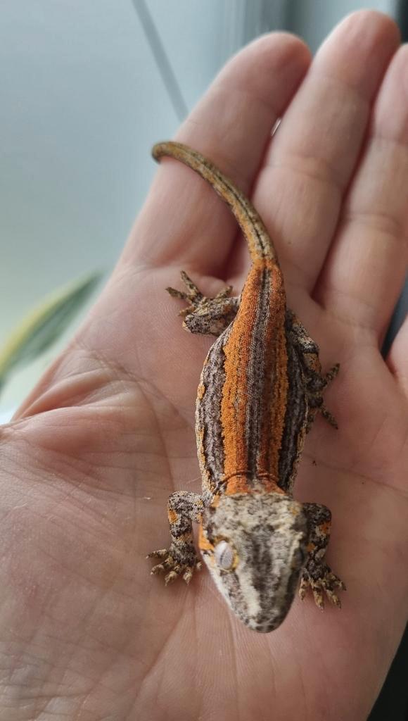 Rhacodactylus Auriculatus Gargoyle Gecko Vrouwtje, Animaux & Accessoires, Reptiles & Amphibiens