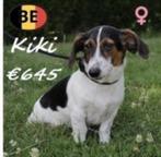 "Kiki" Jack Russell teefje - te koop (Belgisch), Dieren en Toebehoren, België, Handelaar, CDV (hondenziekte), Teef