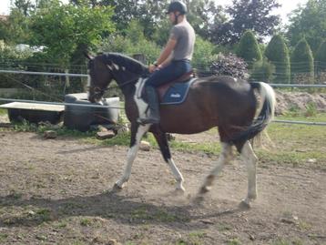 Paardenpension :weidegang met schuilhok ,mooie wandelomgevin beschikbaar voor biedingen