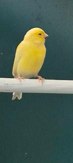 Kanarie man., Dieren en Toebehoren, Mannelijk, Zangkanarie