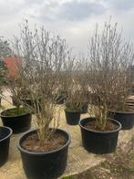 Magnolia susan 2 m +, Tuin en Terras, Planten | Bomen, In pot, Ophalen of Verzenden