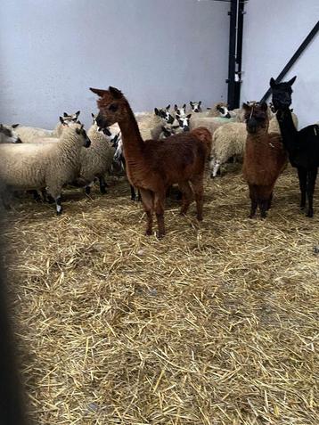 Alpaca merrie beschikbaar voor biedingen