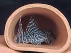 L066 Hypancistrus species, Dieren en Toebehoren, Vissen | Aquariumvissen, Vis, Zoetwatervis