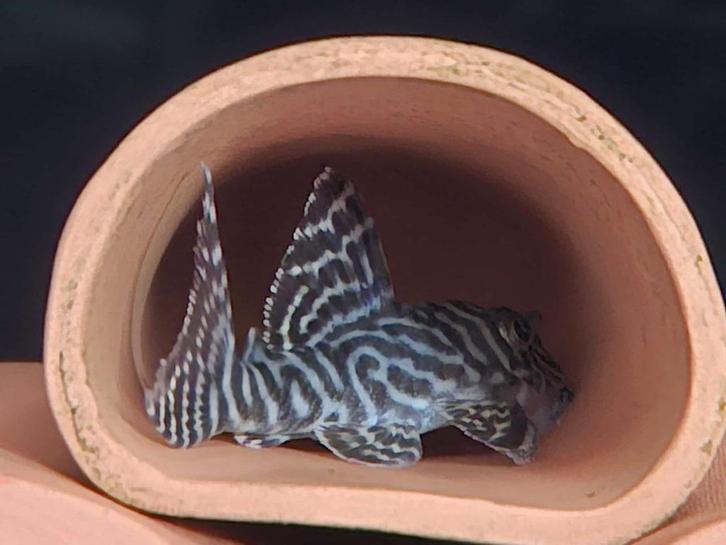 L066 Hypancistrus species, Dieren en Toebehoren, Vissen | Aquariumvissen, Zoetwatervis, Vis