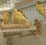 kanaries, Dieren en Toebehoren, Vogels | Kanaries