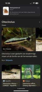 5 ottocinclus’sen, Vis, Zoetwatervis, Schoolvis