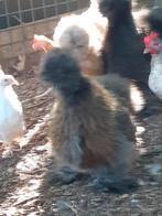 Jonge zijdehoentjes, Dieren en Toebehoren