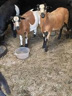 Kameroenram lammeren, Dieren en Toebehoren