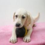 Labrador - blonde belgische pup te koop, CDV (hondenziekte), Teef, België, Labrador retriever