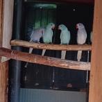 Halsband parkieten, Parkiet, Geringd