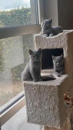 BRITSE KORTHAAR KITTENS MET STAMBOOM, Gechipt, 0 tot 2 jaar