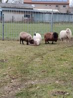 Moutons Quessant (brebis)