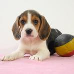 Beagle - Belgische puppy's te koop, Dieren en Toebehoren, België, Beagle, Handelaar, CDV (hondenziekte)