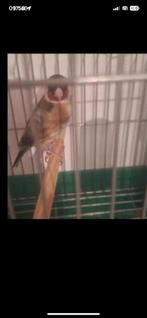 Male parva du maroc 1un et demi chant sauvage, Animaux & Accessoires